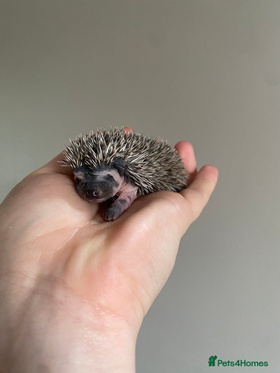 Pygmy Hedgehog rodents for sale: African Pygmy hoglet available to reserve  - Image 5