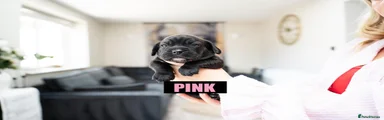 Pink Girl 