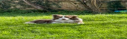 Border Collie dogs for stud: Lilac and White Border Collie for stud - Advert 6