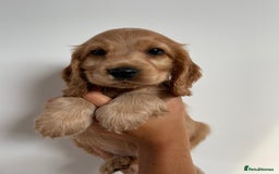 Cocker Spaniel dogs for sale: KC SHOW COCKER SPANIELS READY NOW - Image 9