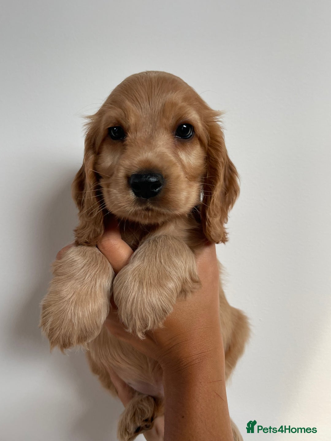 Cocker Spaniel dogs for sale: KC SHOW COCKER SPANIELS READY NOW - Image 9