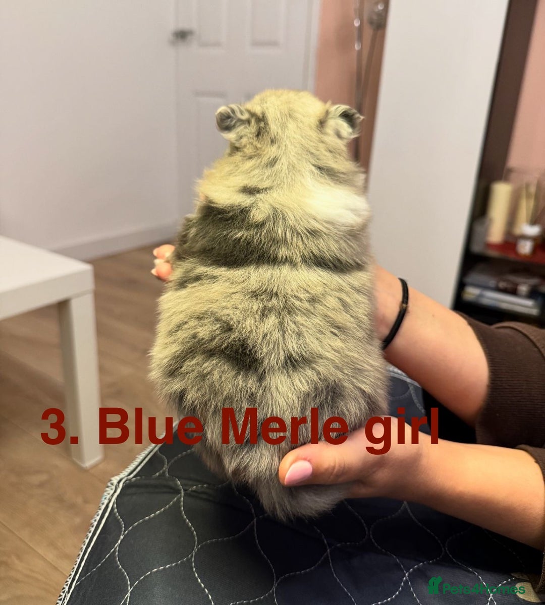 Pomeranian dogs for sale: Stunning Pomeranians  - Image 12