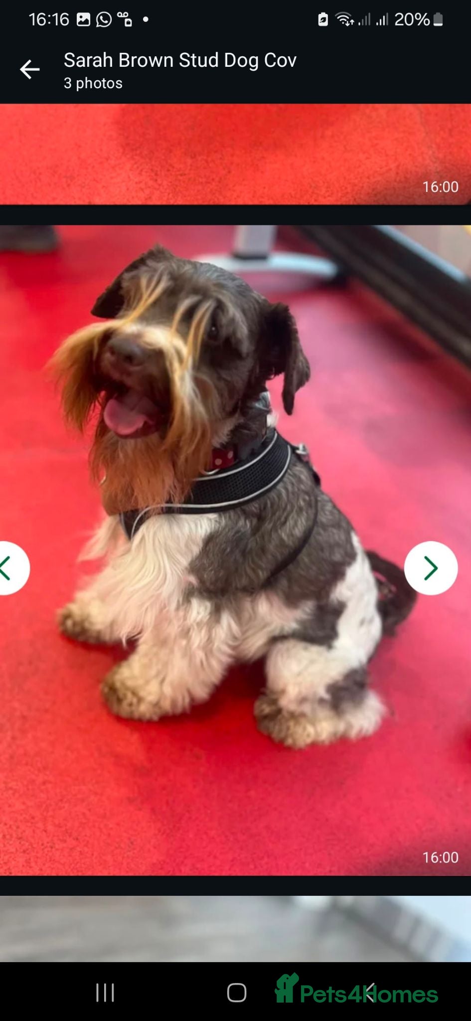 Miniature Schnauzer dogs Gorgeous kc registered miniature schnauzer puppies - Advert 2