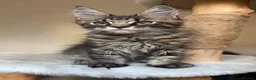 Maine Coon cats for sale: 1 ACTIVE TICA Registered Mainecoon kittens  - Advert 2