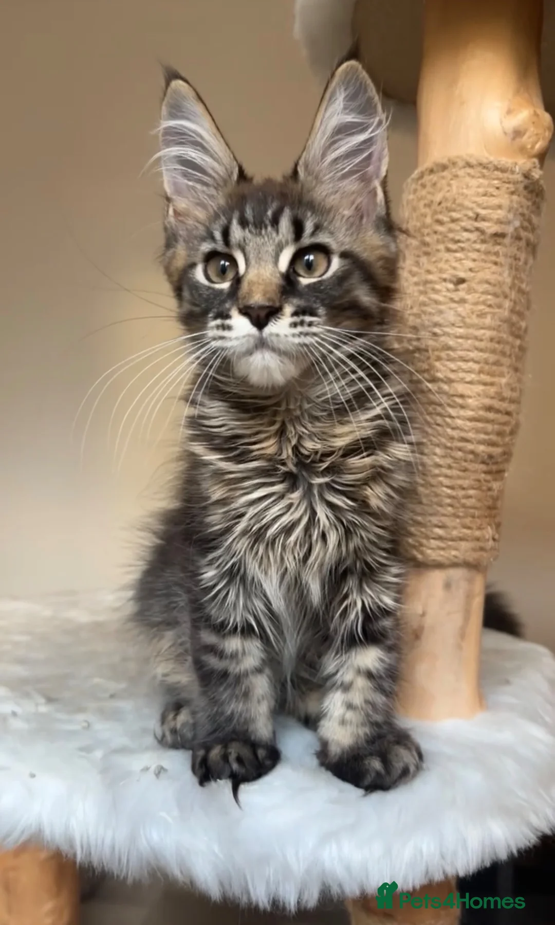 Maine Coon cats for sale: 1 ACTIVE TICA Registered Mainecoon kittens  - Advert 2