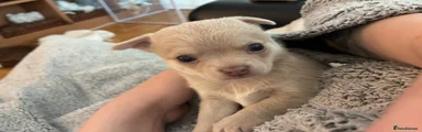 Chihuahua 2