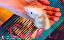 Rat rodents for sale: Dumbo rex Rats - Image 9