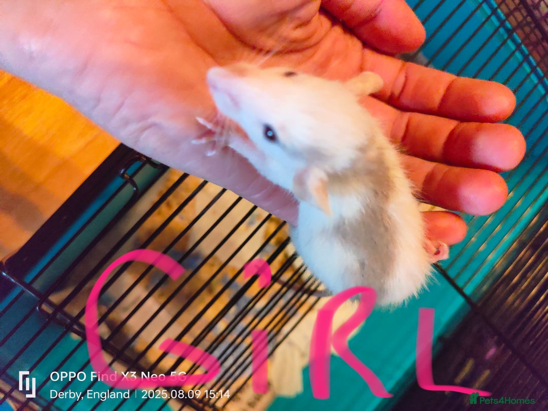 Rat rodents for sale: Dumbo rex Rats - Image 9