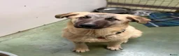 Mixed Breed dogs for adoption: Hermes 🐾  - Advert 5