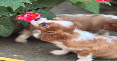 Cavalier King Charles Spaniel dogs - Advert 11