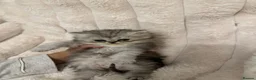 Persian cats for sale: Purebred Persian Kittens for Sale  - Advert 24
