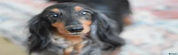 Miniature Dachshund dogs for sale: Miniature Dachshunds longhaired  - Advert 2