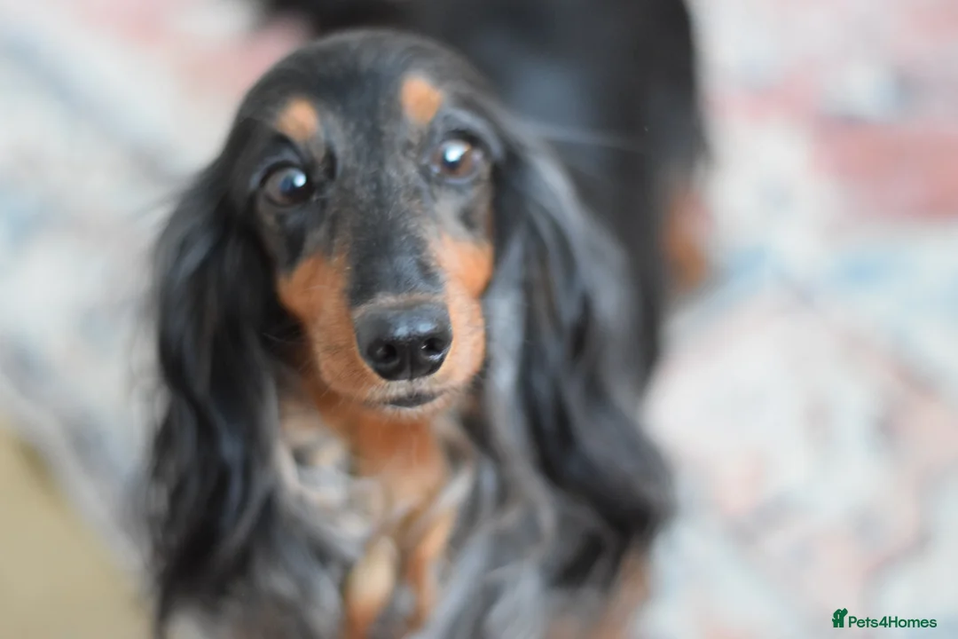 Miniature Dachshund dogs for sale: Miniature Dachshunds longhaired  - Advert 2
