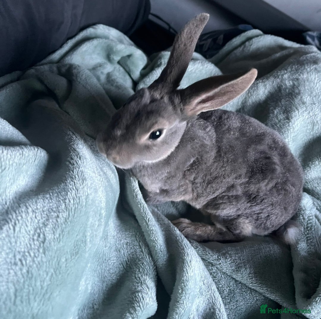 Rex rabbits for sale: blue mini rex  - Advert 2