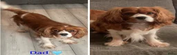Cavalier King Charles Spaniel dogs for sale: Cavalier King Charles spaniel puppies❤️ - Advert 17