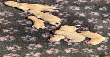 Mixed Breed dogs - Advert 9