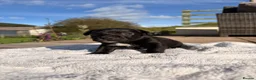 Patterjack dogs for sale: Patterjack pups  - Advert 3
