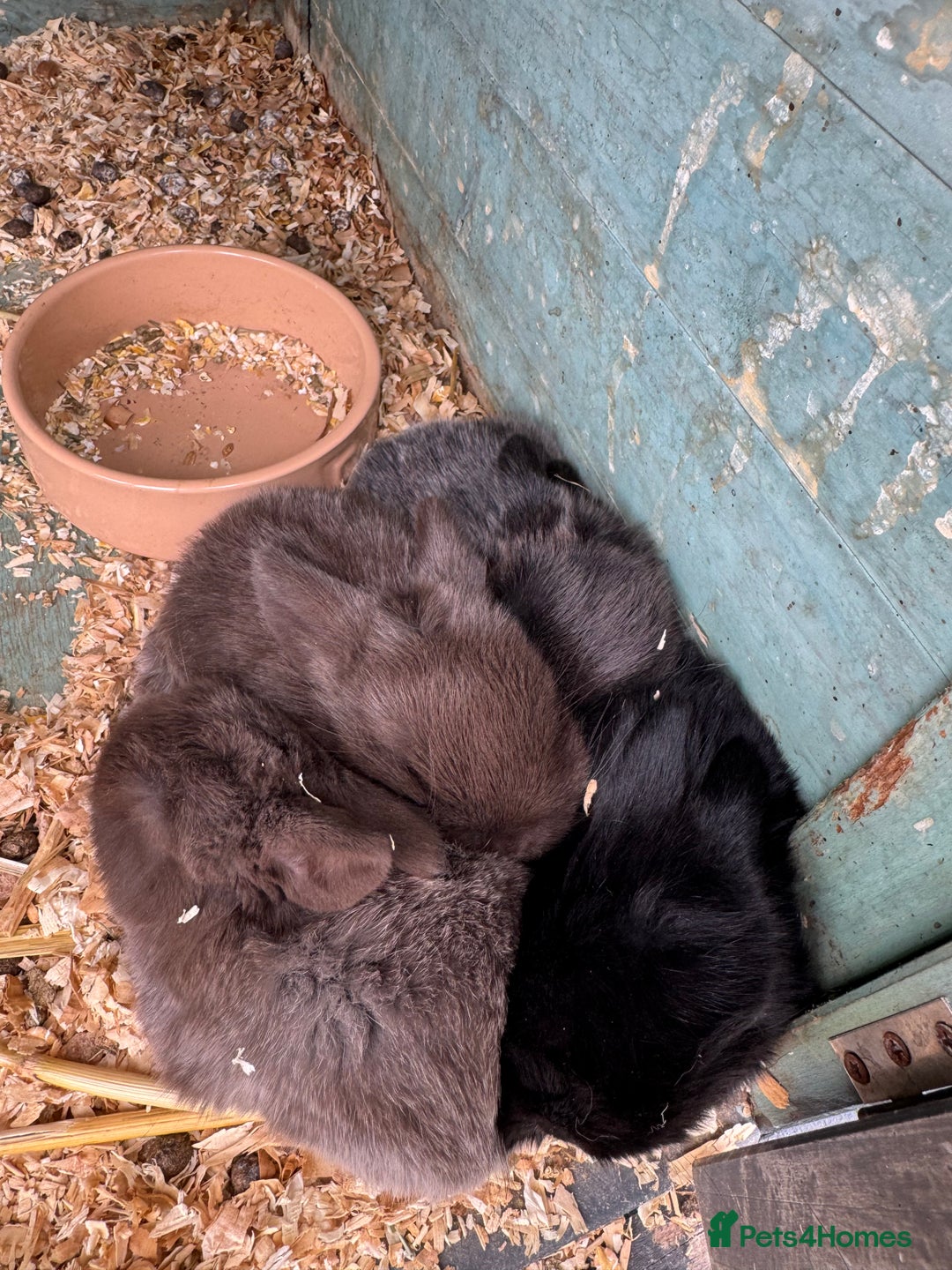 Mini Lop rabbits for sale: Mini Lop Baby Rabbits  - Image 1