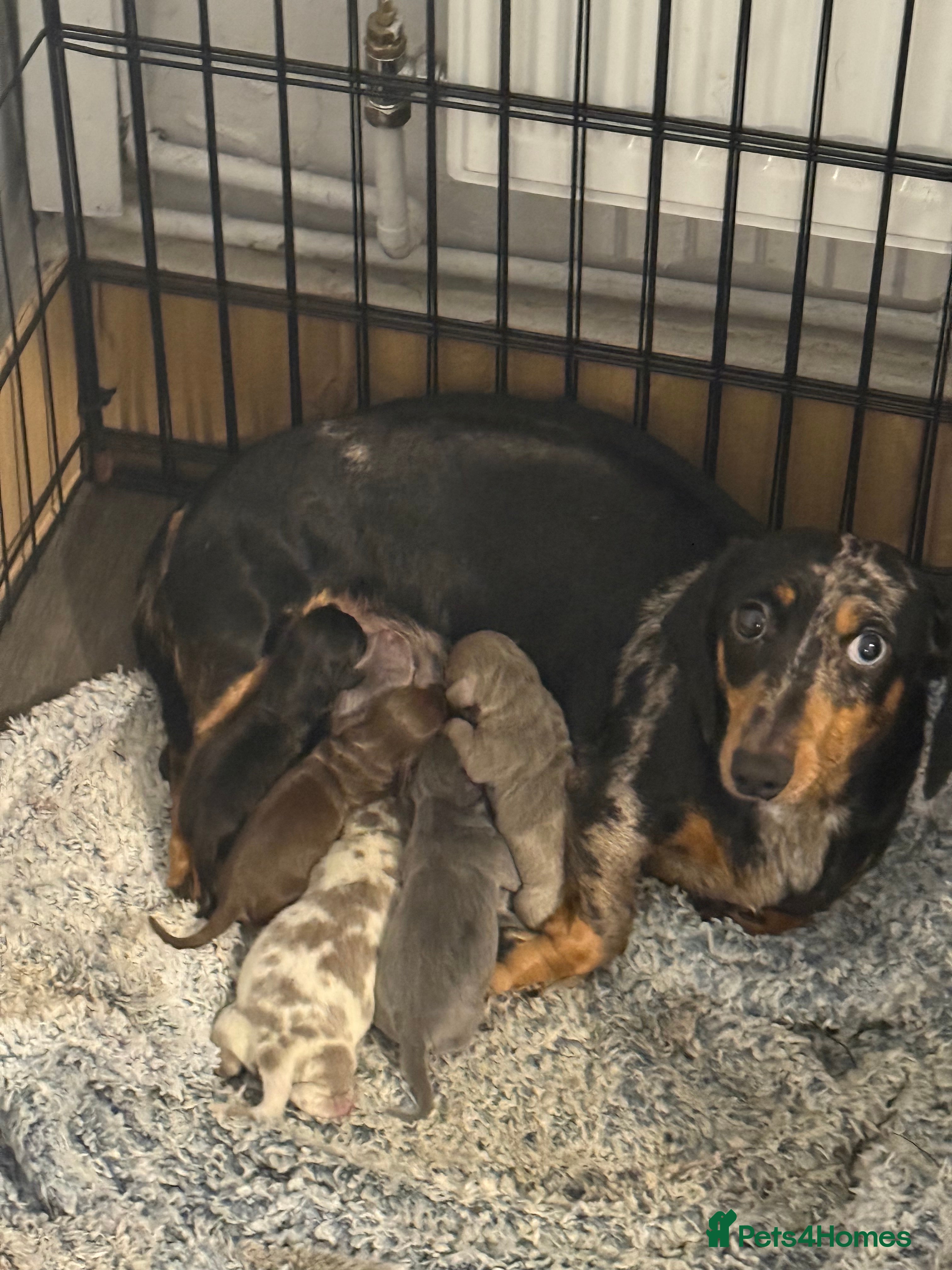 Dachshund dogs Miniature Dachshunds puppies - Advert 15