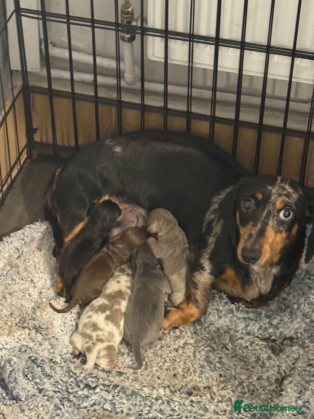 Dachshund dogs for sale: Miniature Dachshunds puppies - Advert 1