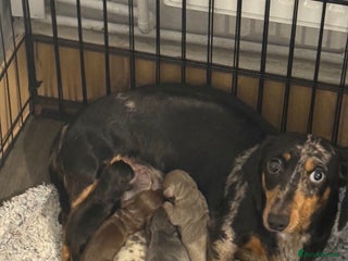 Dachshund dogs Miniature Dachshunds puppies - Advert 2