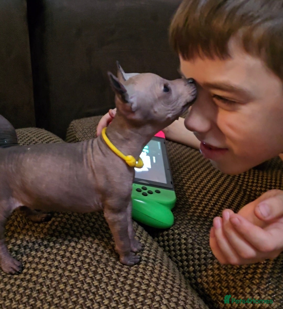 Mexican Hairless dogs for sale: Kc registered Xoloitzcuintle miniature puppies  - Advert 11