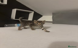 Bengal cats for sale: Cute bengal kittens for sale  - Image 6