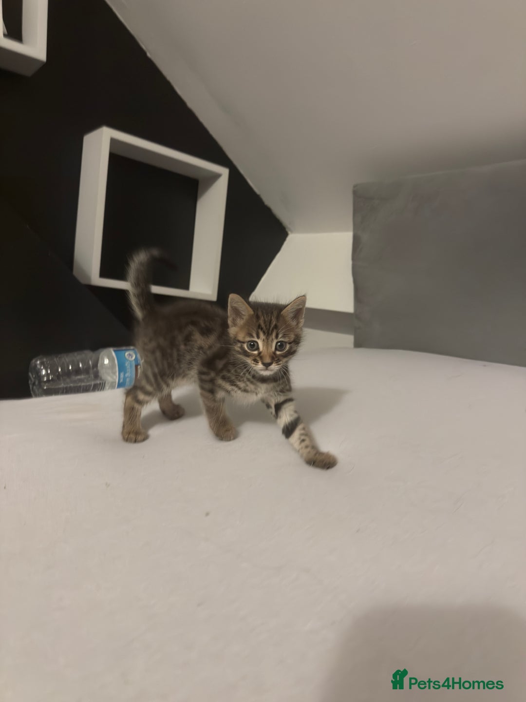 Bengal cats for sale: Cute bengal kittens for sale  - Image 6