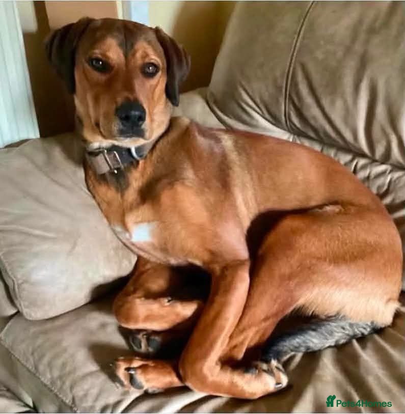 Mixed Breed dogs ❤️ 🐶 FREYA – TOO MUCH PUPPY FOR AN OLDER MAN - Advert 1