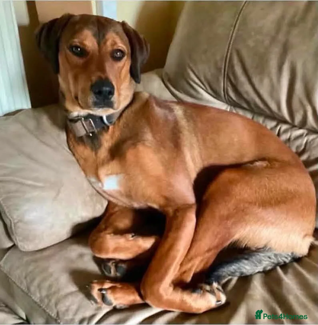 Mixed Breed dogs for adoption: ❤️FREYA – 11-month Red Fox Lab x Rottweiler girl  - Advert 1