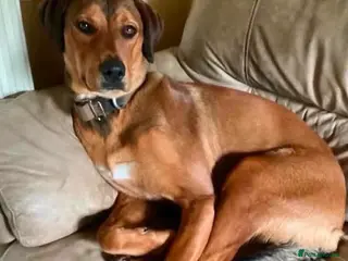 Mixed Breed dogs ❤️ 🐶 FREYA – TOO MUCH PUPPY FOR AN OLDER MAN - Advert 1