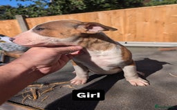 English Bull Terrier dogs for sale: Original English bull terriers  - Image 2