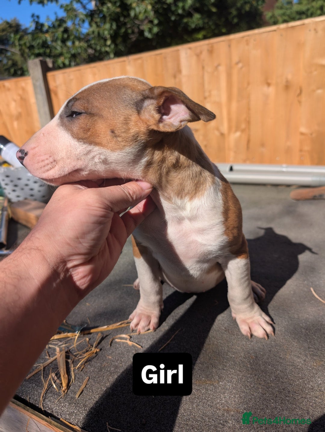 English Bull Terrier dogs for sale: Original English bull terriers  - Image 2
