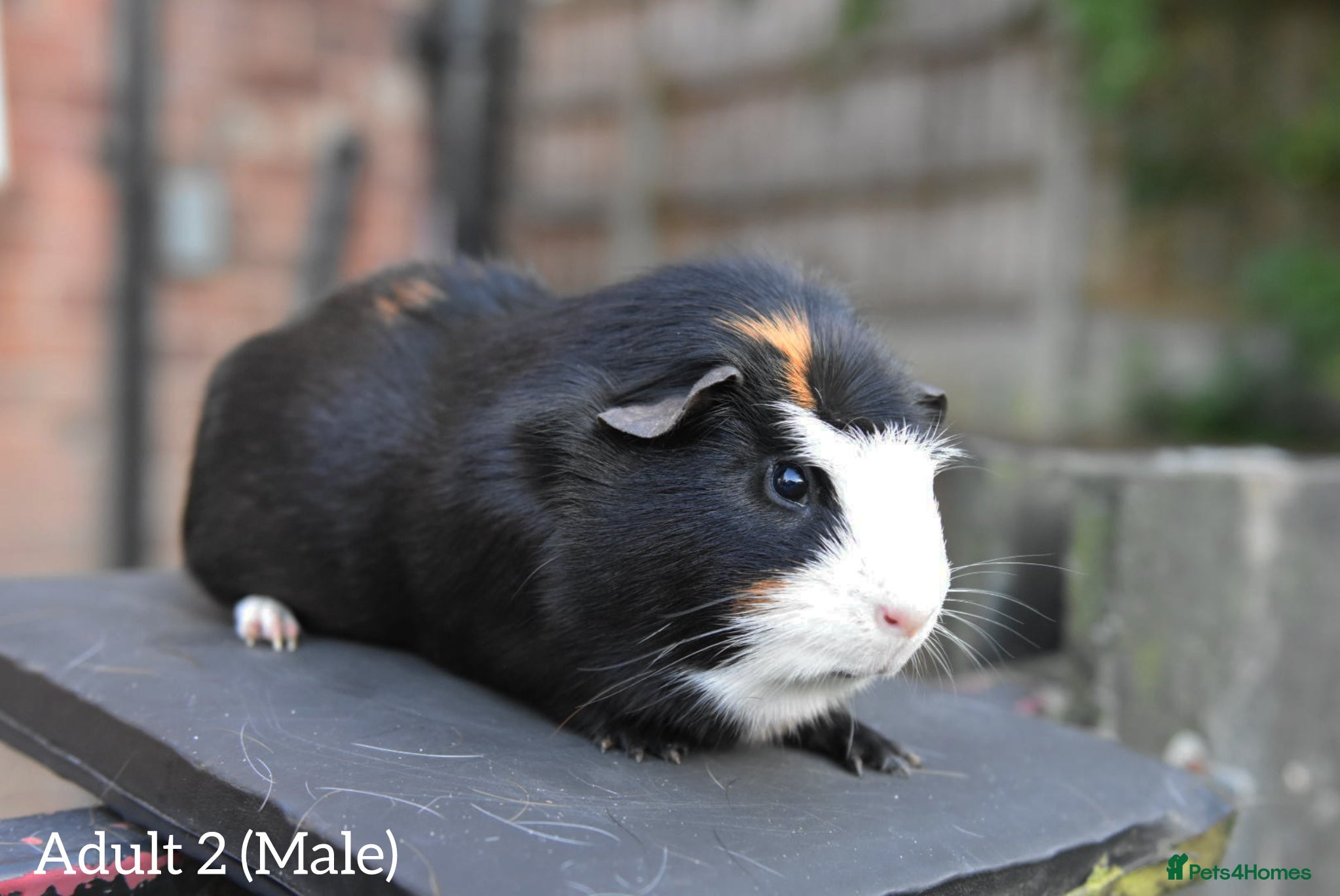 Guinea Pig rodents for sale: Guinea Pigs Looking For New Homes - Advert 6