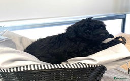 Standard Poodle dogs for sale: Phantom poodles - Image 1