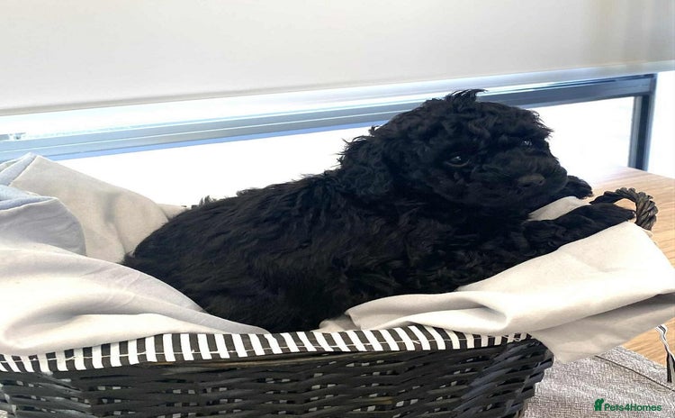 Standard Poodle dogs - Advert 1