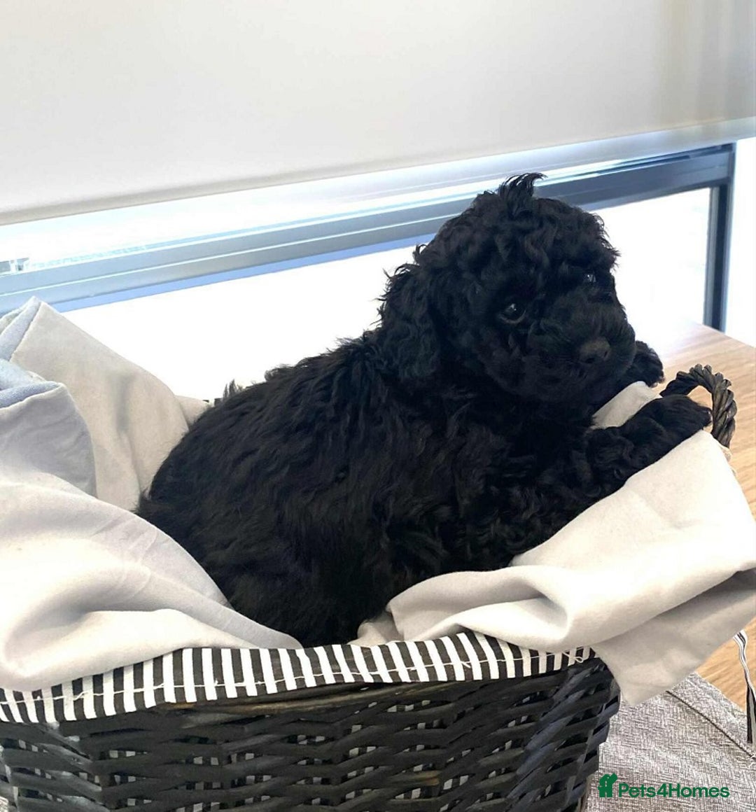 Standard Poodle dogs for sale: Phantom poodles - Image 1
