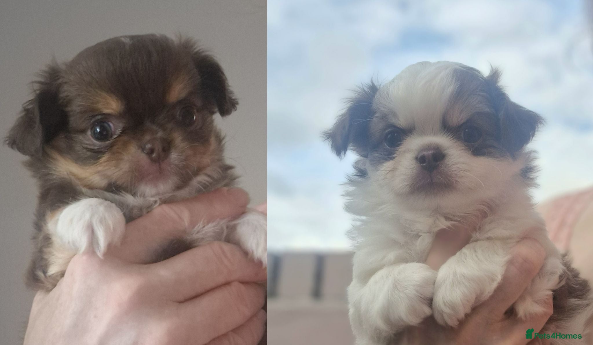 Chihuahua dogs  Long Coat KC CHI pups 1 BOY & 1 GIRL - Advert 17