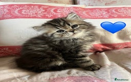 British Longhair cats for sale: 3 Adorable British Longhair x Persian Kittens  - Image 3