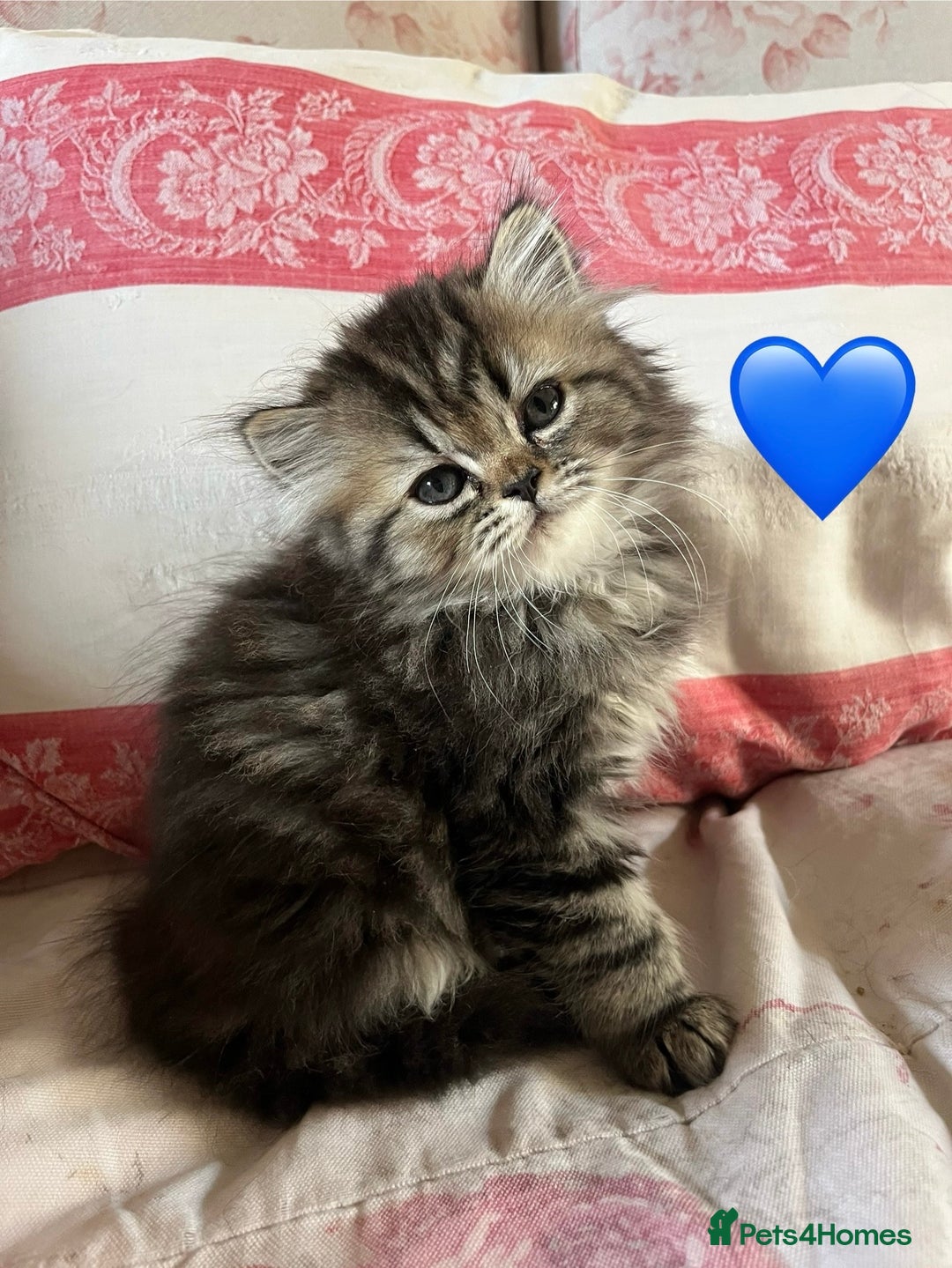British Longhair cats for sale: 3 Adorable British Longhair x Persian Kittens  - Image 3