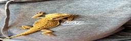 Bearded Dragon reptiles for sale: Male citrus red leather back with maxi viv - Advert 3