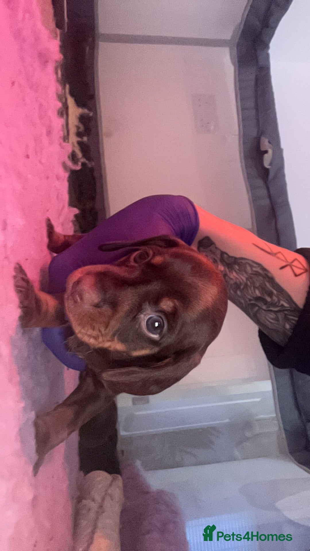 Dachshund dogs for sale: Dachshund puppies  - Advert 8