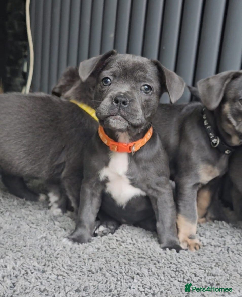 French Bulldog dogs READY TO GO!! Gorgeous French Bull Dog Puppies - Advert 2