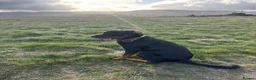 Rottweiler dogs for sale: 2 Year Rottweiler Male Needing Rehomed - Advert 6