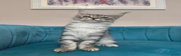 Maine Coon cats for sale: TICA Pedigree Registered Maine Coon Kittens - Advert 19