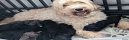 Cavapoochon dogs for sale: Rare Cavapoochons Home Raised PRA clear - Advert 1