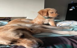 Golden Retriever dogs for sale: 6 Beautiful Golden Retrievers Puppies  - Image 15