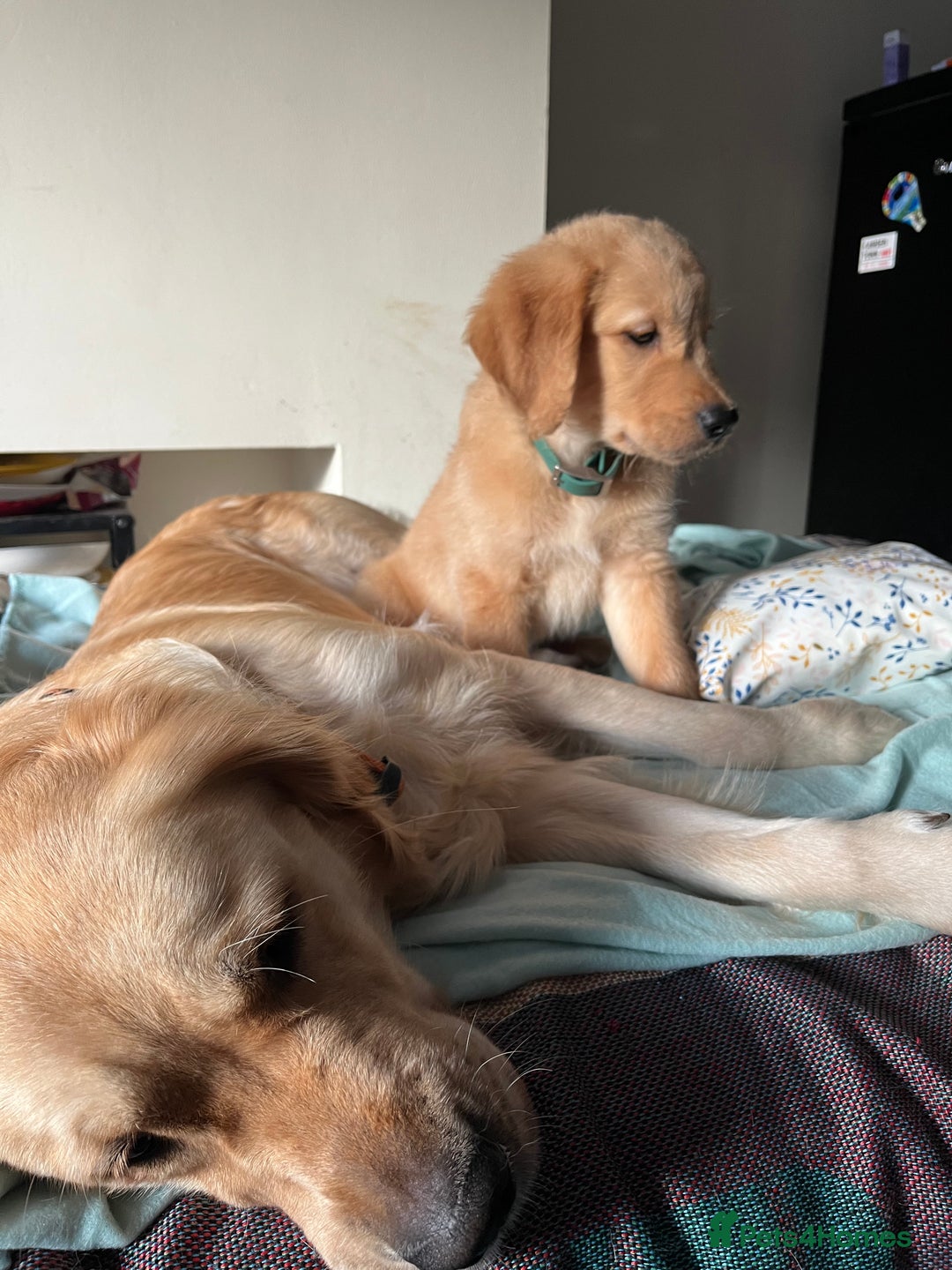 Golden Retriever dogs for sale: 6 Beautiful Golden Retrievers Puppies  - Image 15