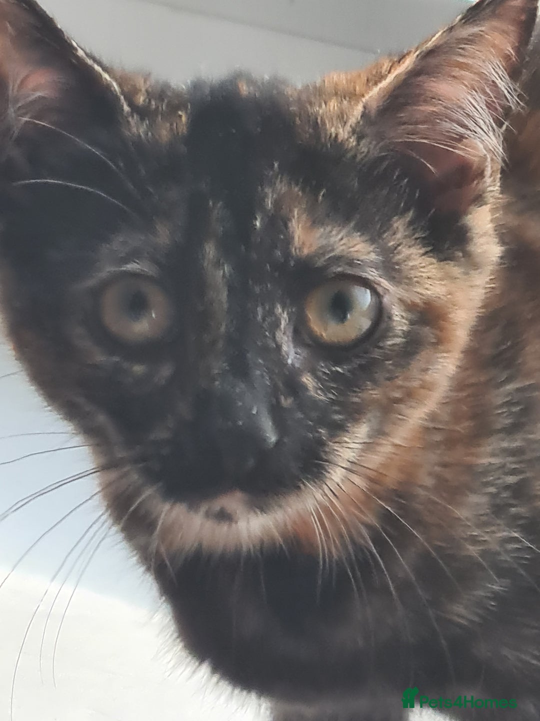 Mixed Breed cats for sale: 2 little baby's ready for their forever homes - Advert 3