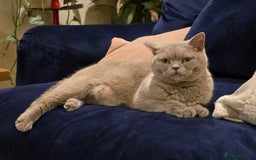 British Shorthair cats for sale: 🤎gccf redgistered British Shorthair Kittens🤎 - Image 8